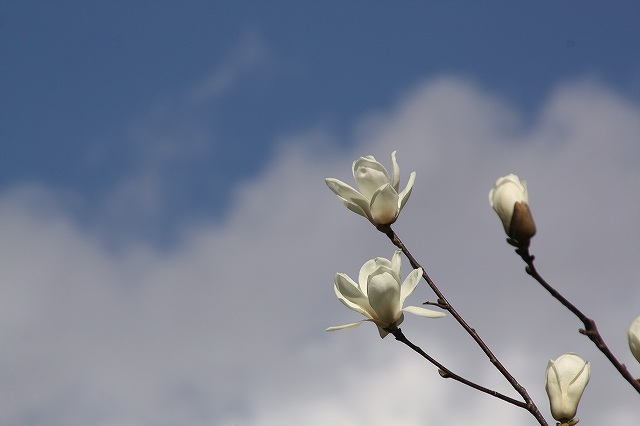 f:id:yuuko1220:20200306212709j:plain f:id:yuuko1220:20200306212709j:plain