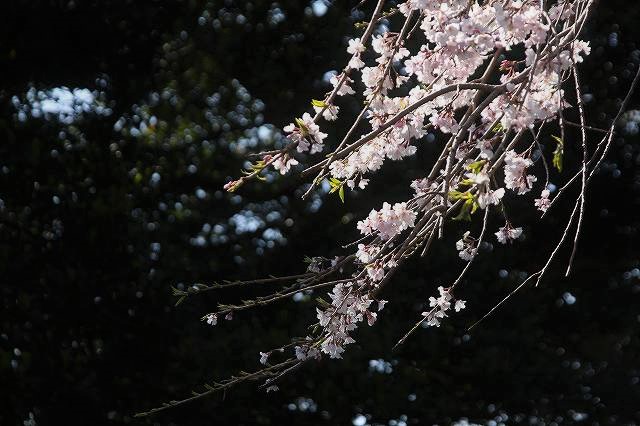 f:id:yuuko1220:20200329212502j:plain f:id:yuuko1220:20200329212502j:plain