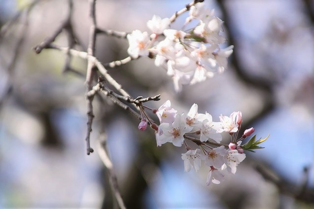 f:id:yuuko1220:20200329212506j:plain f:id:yuuko1220:20200329212506j:plain