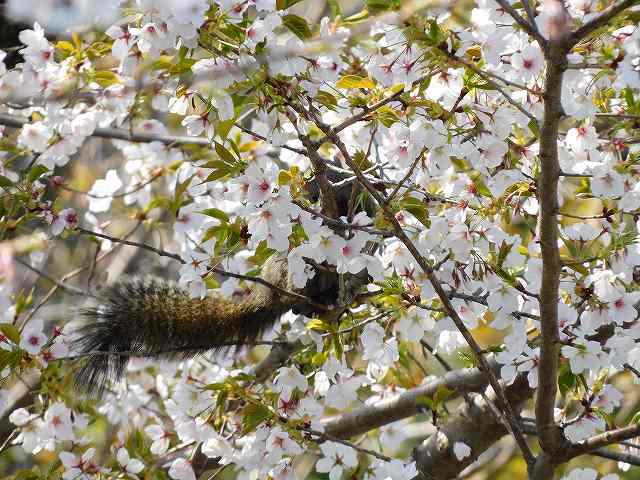 f:id:yuuko1220:20200329212559j:plain f:id:yuuko1220:20200329212559j:plain