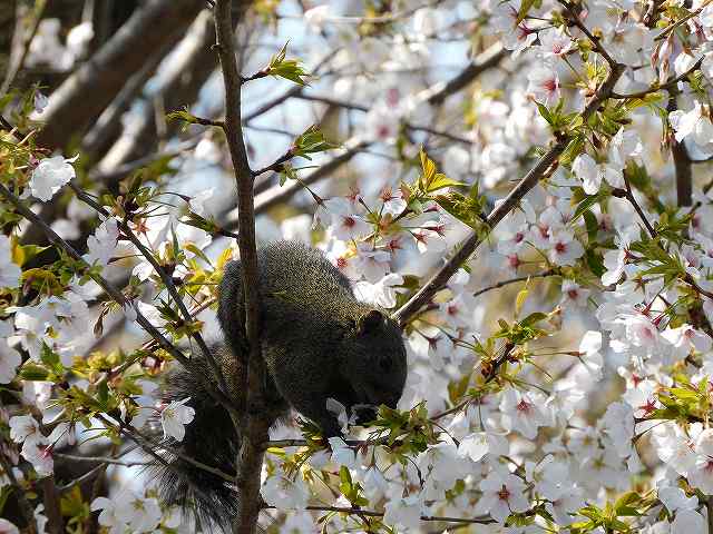 f:id:yuuko1220:20200329212603j:plain f:id:yuuko1220:20200329212603j:plain