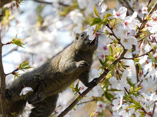 f:id:yuuko1220:20200329212607j:plain f:id:yuuko1220:20200329212607j:plain