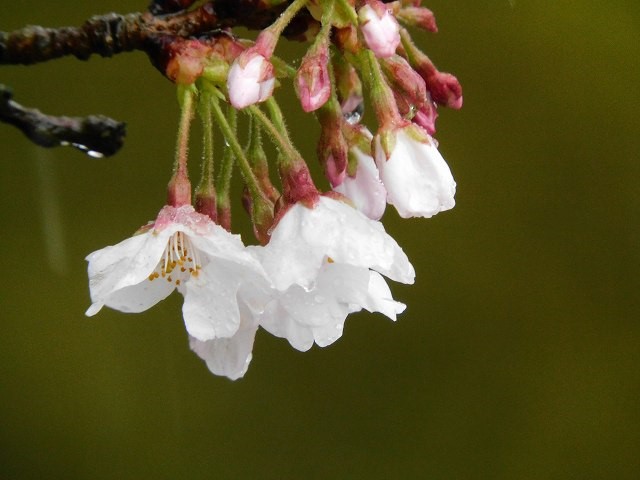 f:id:yuuko1220:20200329212651j:plain f:id:yuuko1220:20200329212651j:plain