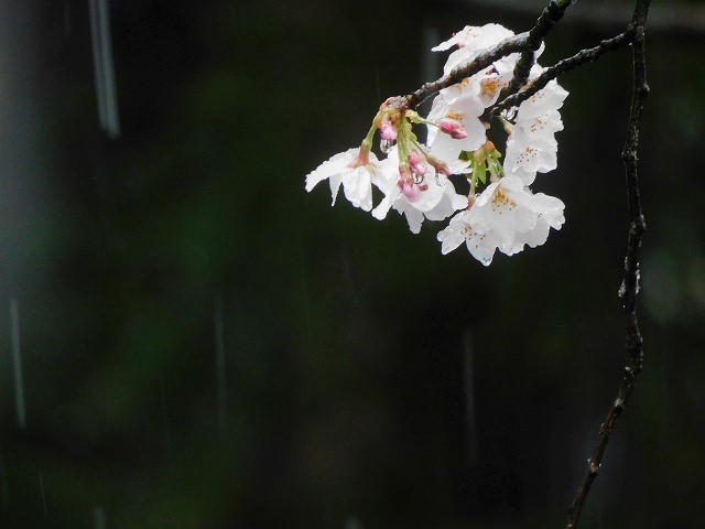f:id:yuuko1220:20200329212655j:plain f:id:yuuko1220:20200329212655j:plain