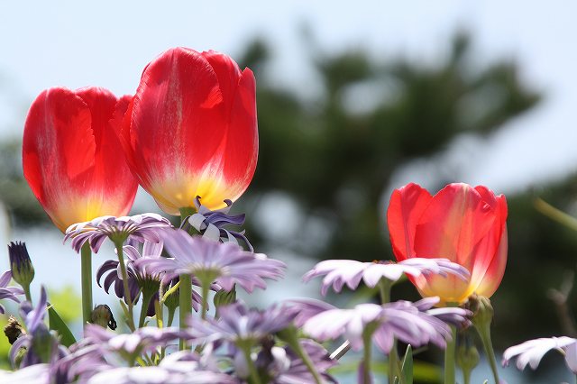 f:id:yuuko1220:20200404222710j:plain f:id:yuuko1220:20200404222710j:plain