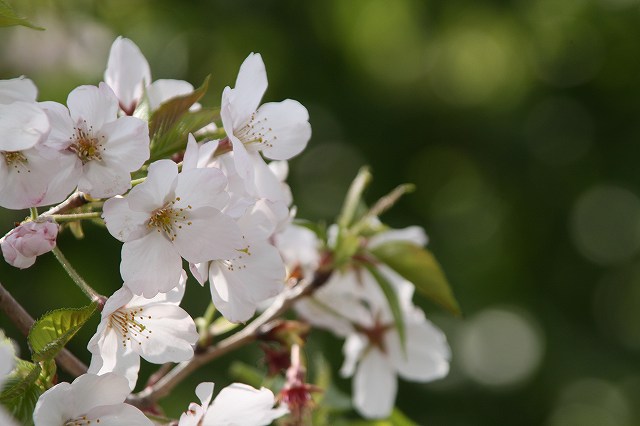 f:id:yuuko1220:20200404222758j:plain f:id:yuuko1220:20200404222758j:plain