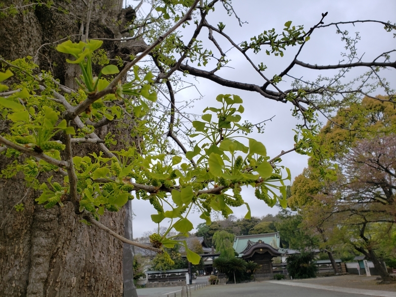 f:id:yuuko1220:20200415220938j:plain f:id:yuuko1220:20200415220938j:plain