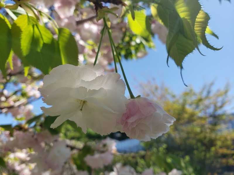 f:id:yuuko1220:20200423051017j:plain f:id:yuuko1220:20200423051017j:plain