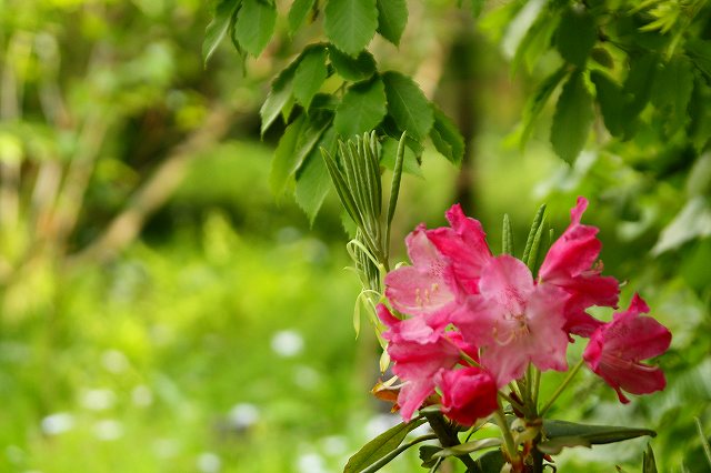 f:id:yuuko1220:20200429142048j:plain f:id:yuuko1220:20200429142048j:plain