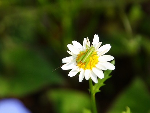 f:id:yuuko1220:20200429142052j:plain f:id:yuuko1220:20200429142052j:plain