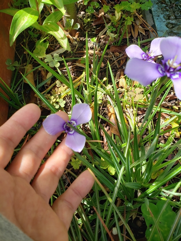 f:id:yuuko1220:20200517160232j:plain f:id:yuuko1220:20200517160232j:plain