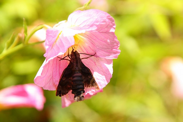 f:id:yuuko1220:20200520230851j:plain f:id:yuuko1220:20200520230851j:plain