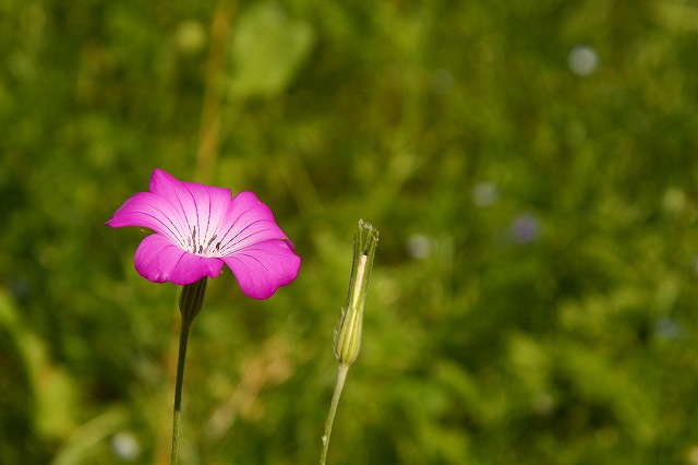 f:id:yuuko1220:20200521214554j:plain f:id:yuuko1220:20200521214554j:plain