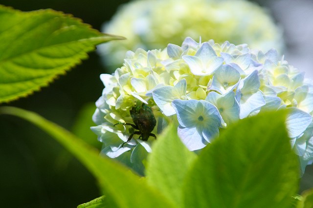 f:id:yuuko1220:20200526213258j:plain f:id:yuuko1220:20200526213258j:plain