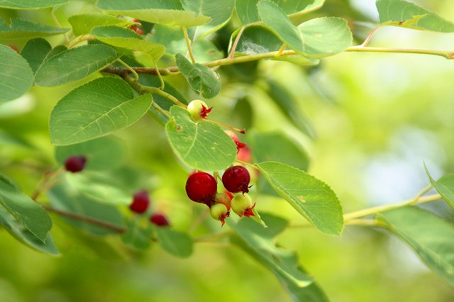 f:id:yuuko1220:20200526213326j:plain f:id:yuuko1220:20200526213326j:plain