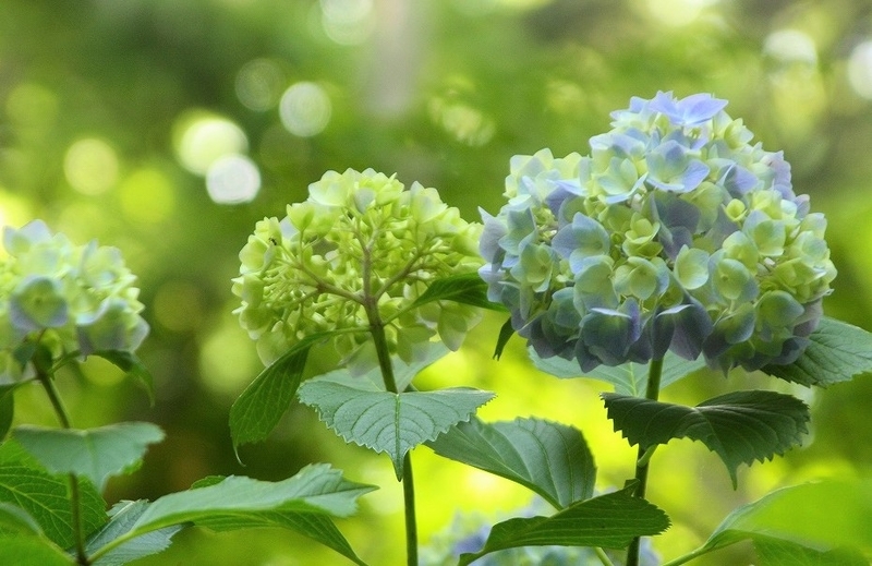 f:id:yuuko1220:20200602211855j:plain f:id:yuuko1220:20200602211855j:plain