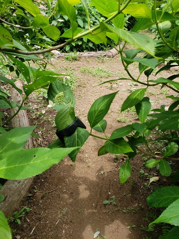 f:id:yuuko1220:20200604105157j:plain f:id:yuuko1220:20200604105157j:plain
