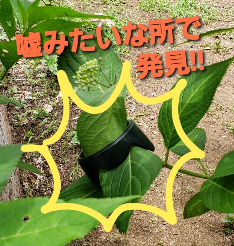 f:id:yuuko1220:20200604105257j:plain f:id:yuuko1220:20200604105257j:plain