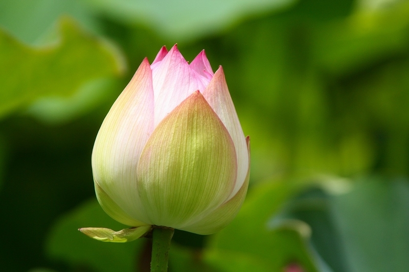f:id:yuuko1220:20200617215419j:plain f:id:yuuko1220:20200617215419j:plain