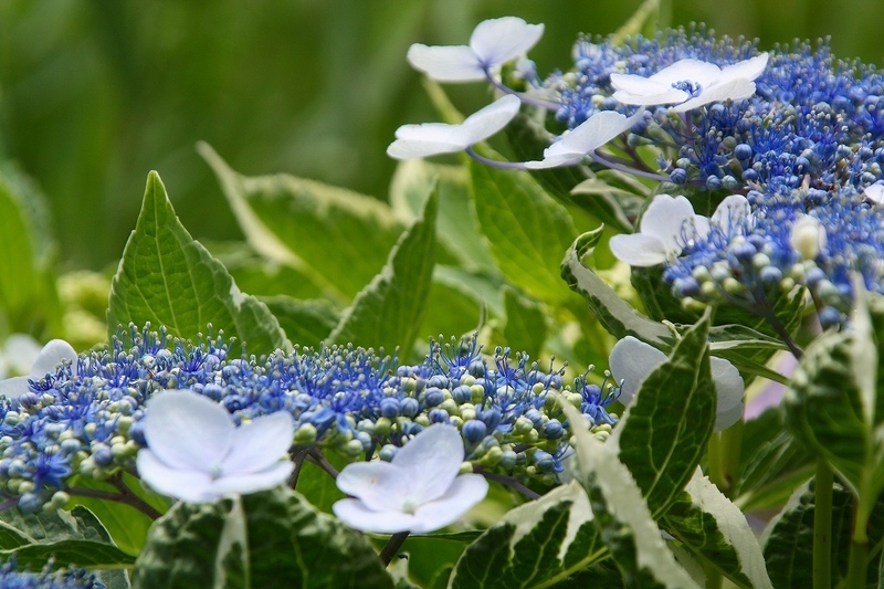 f:id:yuuko1220:20200622100104j:plain f:id:yuuko1220:20200622100104j:plain