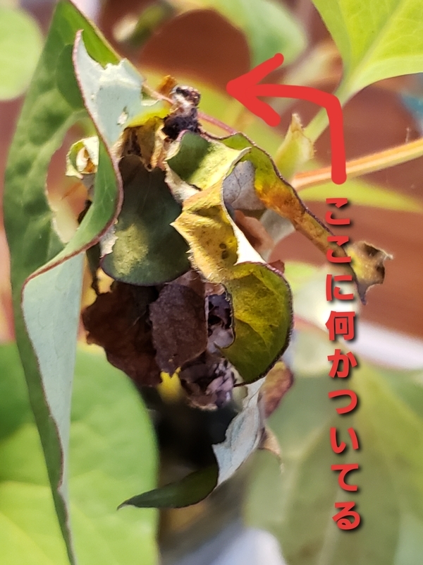 f:id:yuuko1220:20200622124305j:plain f:id:yuuko1220:20200622124305j:plain