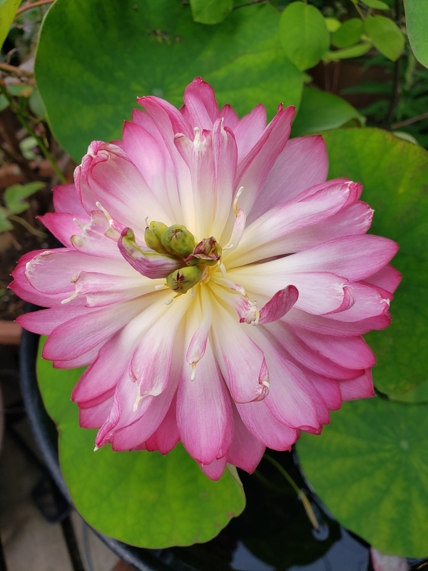 f:id:yuuko1220:20200703212215j:plain f:id:yuuko1220:20200703212215j:plain