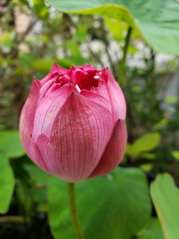 f:id:yuuko1220:20200703212248j:plain f:id:yuuko1220:20200703212248j:plain