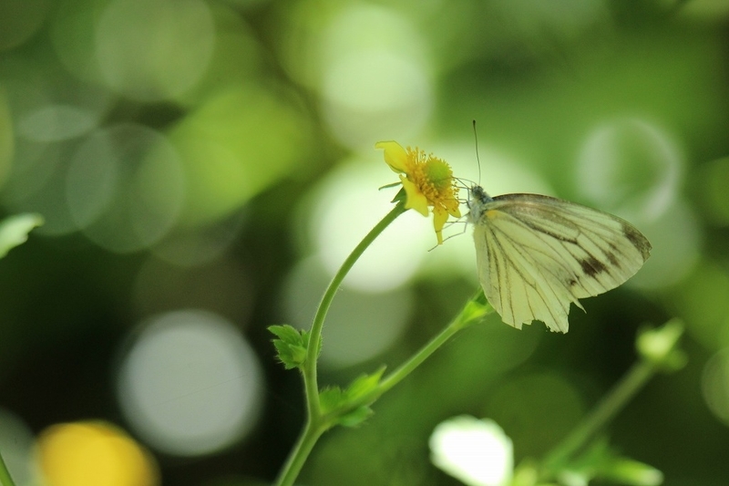 f:id:yuuko1220:20200709140251j:plain f:id:yuuko1220:20200709140251j:plain