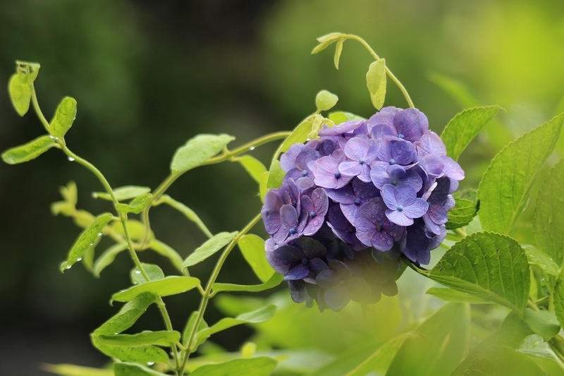 f:id:yuuko1220:20200709142754j:plain f:id:yuuko1220:20200709142754j:plain