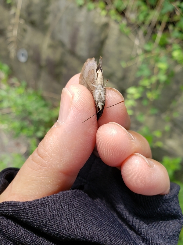 f:id:yuuko1220:20200715140505j:plain f:id:yuuko1220:20200715140505j:plain