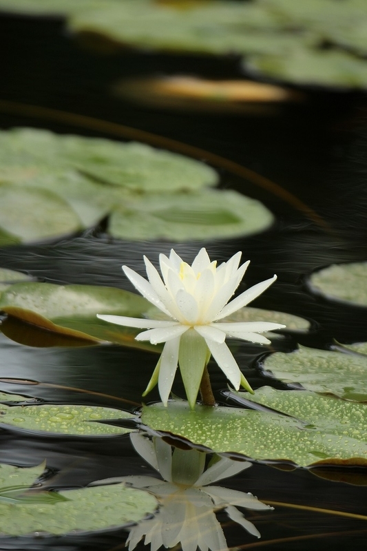 f:id:yuuko1220:20200715145832j:plain f:id:yuuko1220:20200715145832j:plain