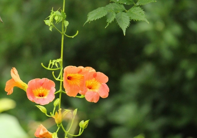 f:id:yuuko1220:20200715145845j:plain f:id:yuuko1220:20200715145845j:plain