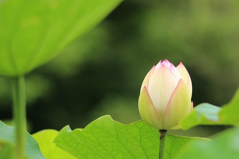 f:id:yuuko1220:20200715145943j:plain f:id:yuuko1220:20200715145943j:plain