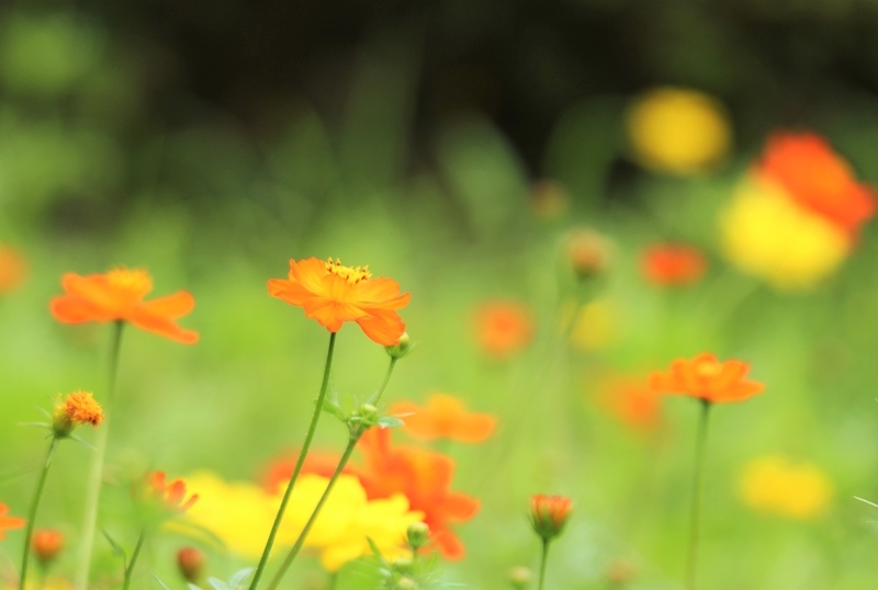 f:id:yuuko1220:20200727124457j:plain f:id:yuuko1220:20200727124457j:plain