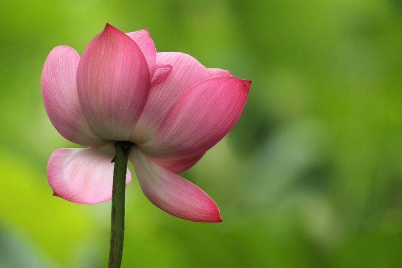 f:id:yuuko1220:20200727124752j:plain f:id:yuuko1220:20200727124752j:plain