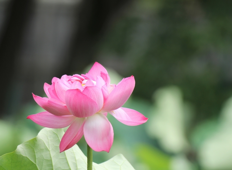 f:id:yuuko1220:20200727124825j:plain f:id:yuuko1220:20200727124825j:plain
