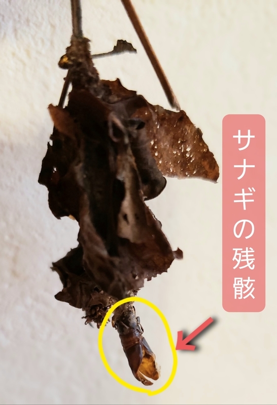 f:id:yuuko1220:20200802223434j:plain f:id:yuuko1220:20200802223434j:plain