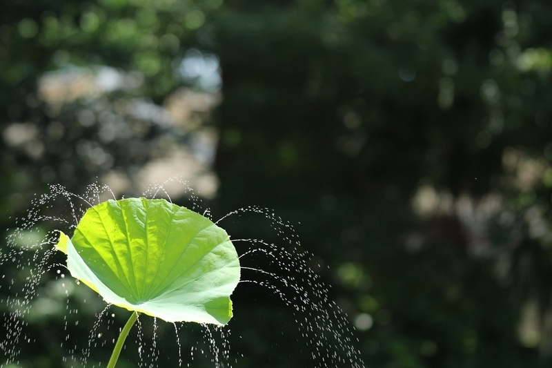 f:id:yuuko1220:20200807213620j:plain f:id:yuuko1220:20200807213620j:plain