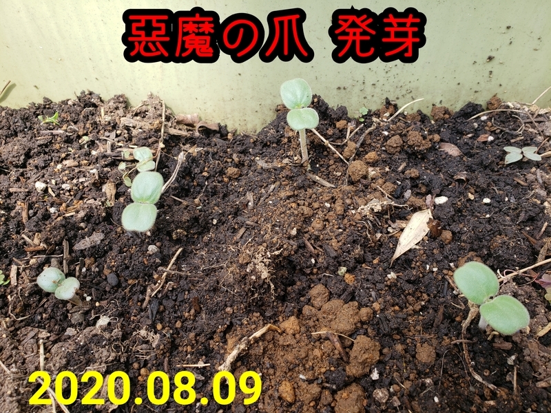 f:id:yuuko1220:20200809131425j:plain f:id:yuuko1220:20200809131425j:plain