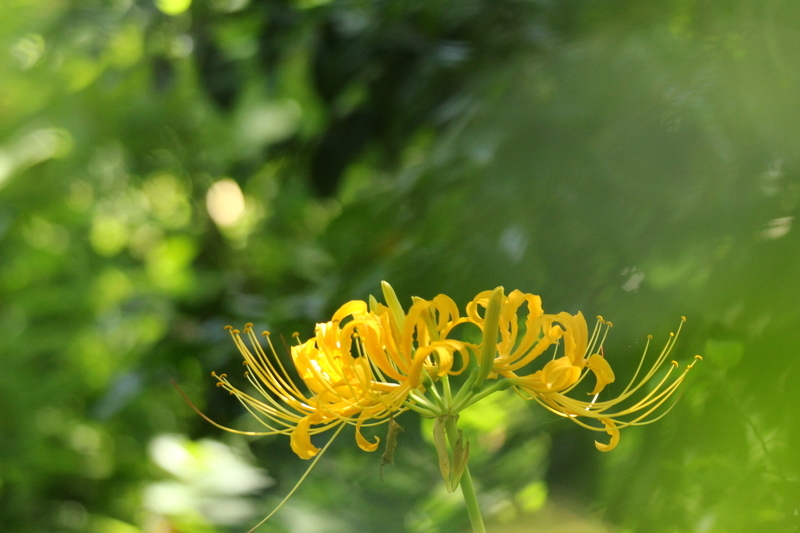 f:id:yuuko1220:20200818170356j:plain f:id:yuuko1220:20200818170356j:plain