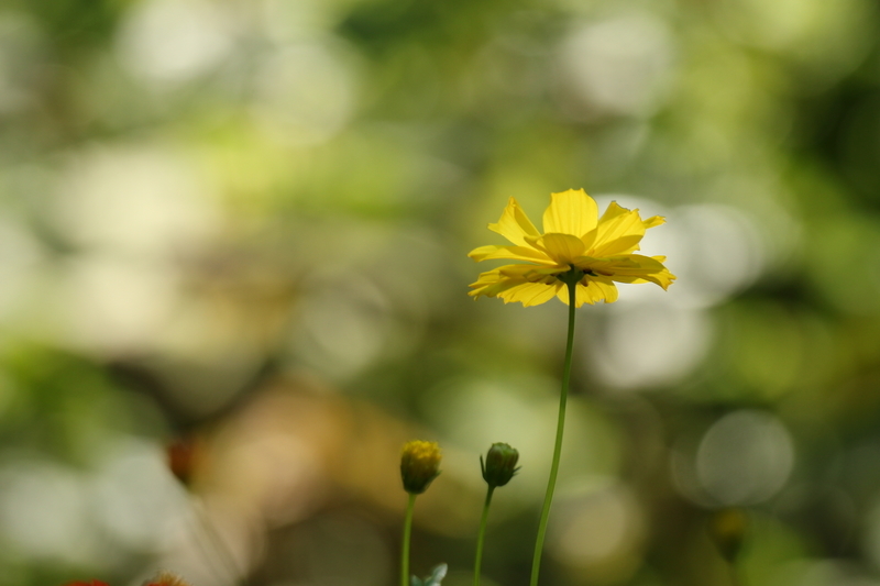f:id:yuuko1220:20200818170431j:plain f:id:yuuko1220:20200818170431j:plain