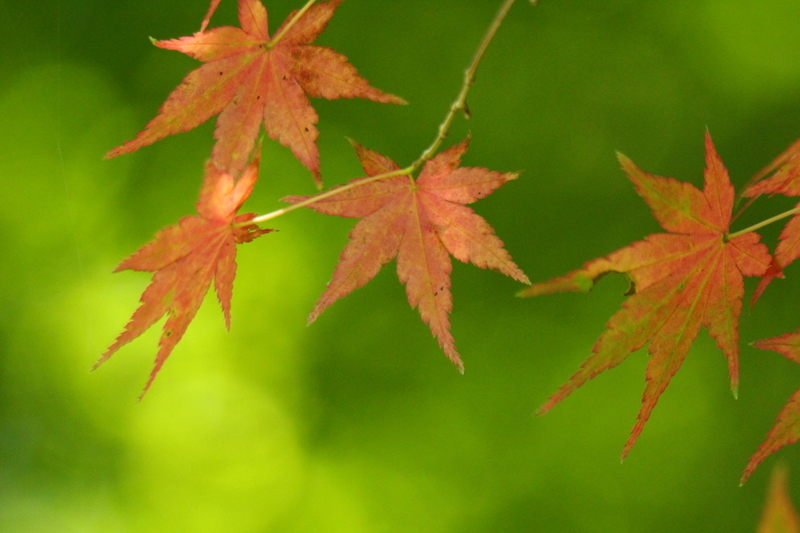 f:id:yuuko1220:20200818170502j:plain f:id:yuuko1220:20200818170502j:plain