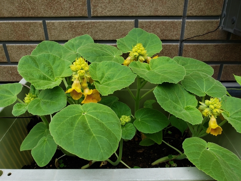 f:id:yuuko1220:20200827101236j:plain f:id:yuuko1220:20200827101236j:plain