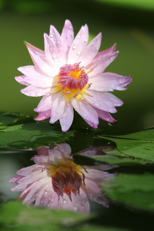 f:id:yuuko1220:20200911202509j:plain f:id:yuuko1220:20200911202509j:plain