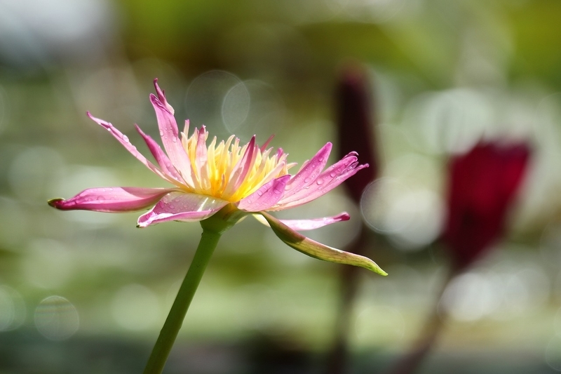f:id:yuuko1220:20200911204245j:plain f:id:yuuko1220:20200911204245j:plain