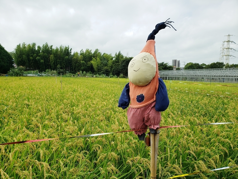 f:id:yuuko1220:20200918215358j:plain f:id:yuuko1220:20200918215358j:plain
