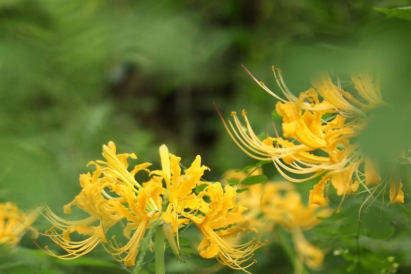 f:id:yuuko1220:20200925210814j:plain f:id:yuuko1220:20200925210814j:plain