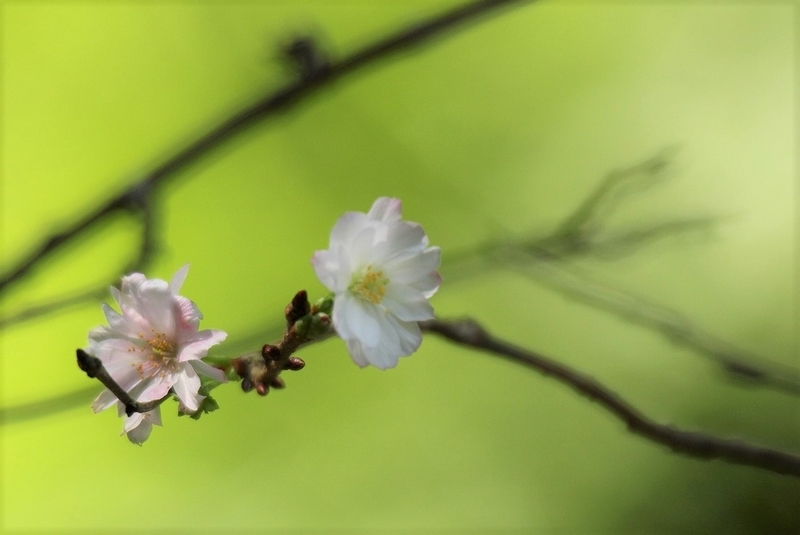 f:id:yuuko1220:20200930223204j:plain f:id:yuuko1220:20200930223204j:plain