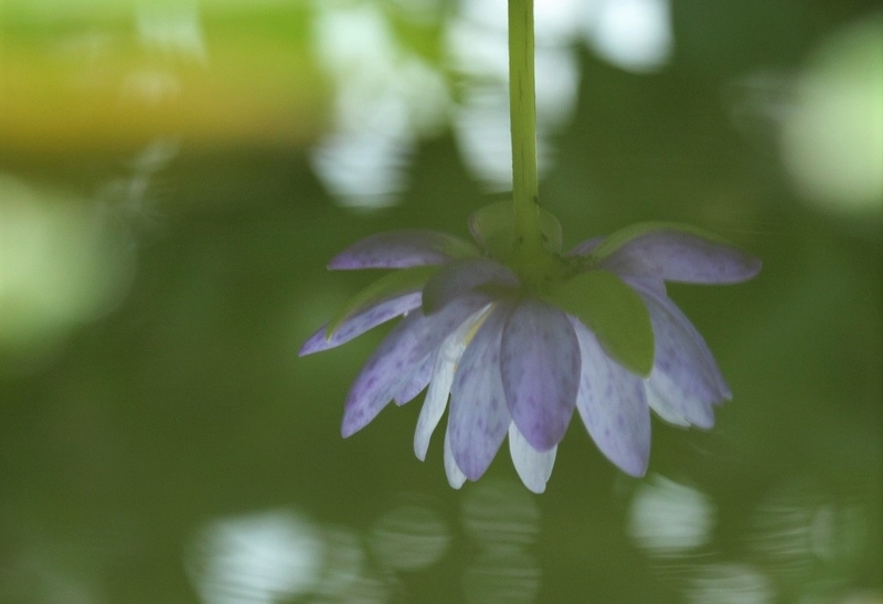 f:id:yuuko1220:20201014214041j:plain f:id:yuuko1220:20201014214041j:plain