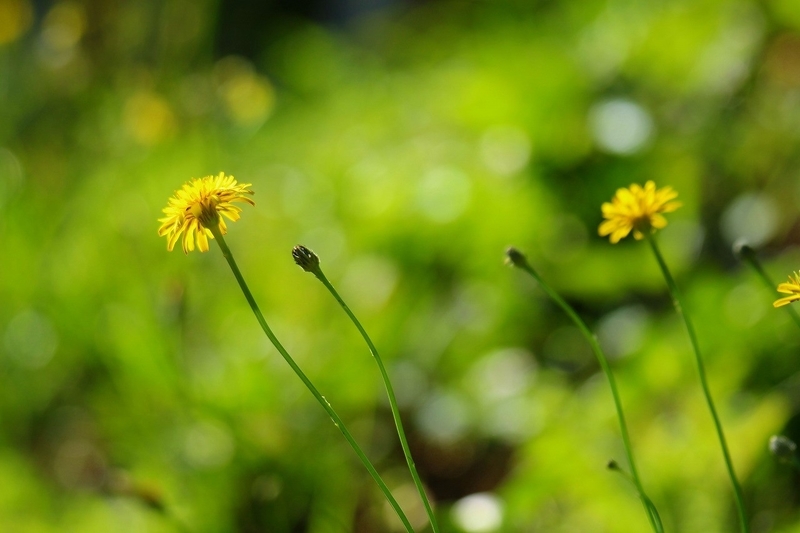 f:id:yuuko1220:20201105152334j:plain f:id:yuuko1220:20201105152334j:plain
